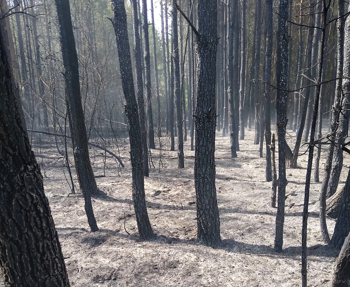 Pożar lasu w miejscowości Krukowo